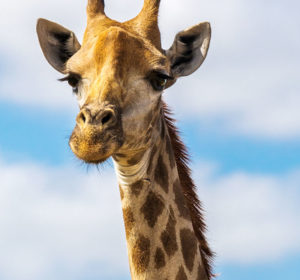 Protect the Neck: How to Save Your Most Sensitive Skin