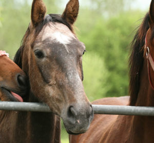 Ease Up On The Selfies: Horseback Riding Tips For Tenderfoots