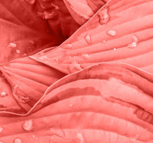 Living La Vida Coral: Add Pantone’s Color of the Year to Your Life